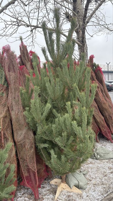 Елки новогодние живые