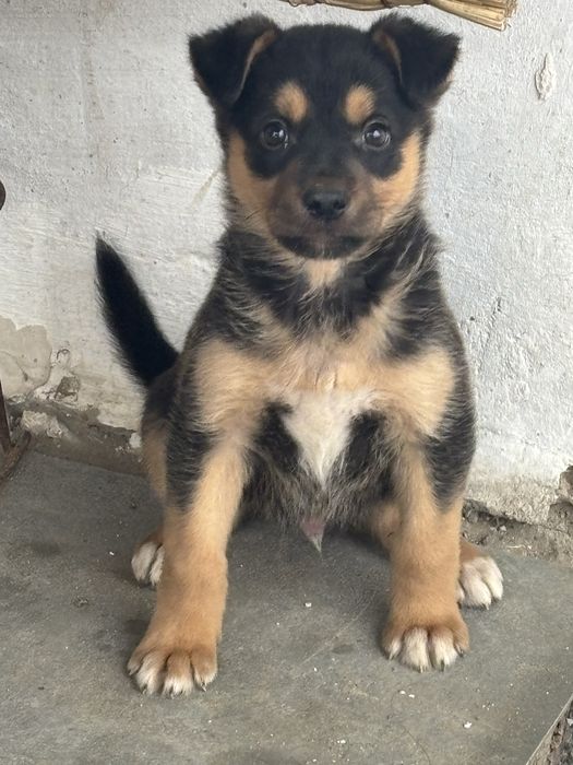 Щенок мальчик кушик еркек