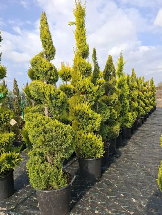 Plante ornamentale asiguram transport în toată tara