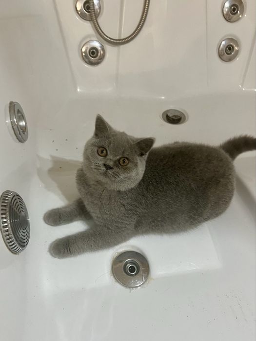 Fetita blue, cu pedigree