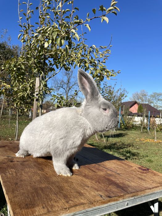 Iepure secuiesc albastru