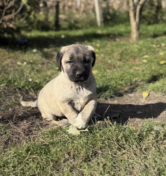 Catei Kangal-7 saptamani, vaccinati si deparazitati