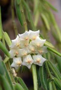 Hoya Linearis-Линейная хойя комнатное, домашнее растение