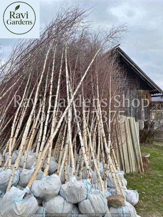 Plante Decorative Mesteacăn 3m 150 Lei | Transport 0 Lei