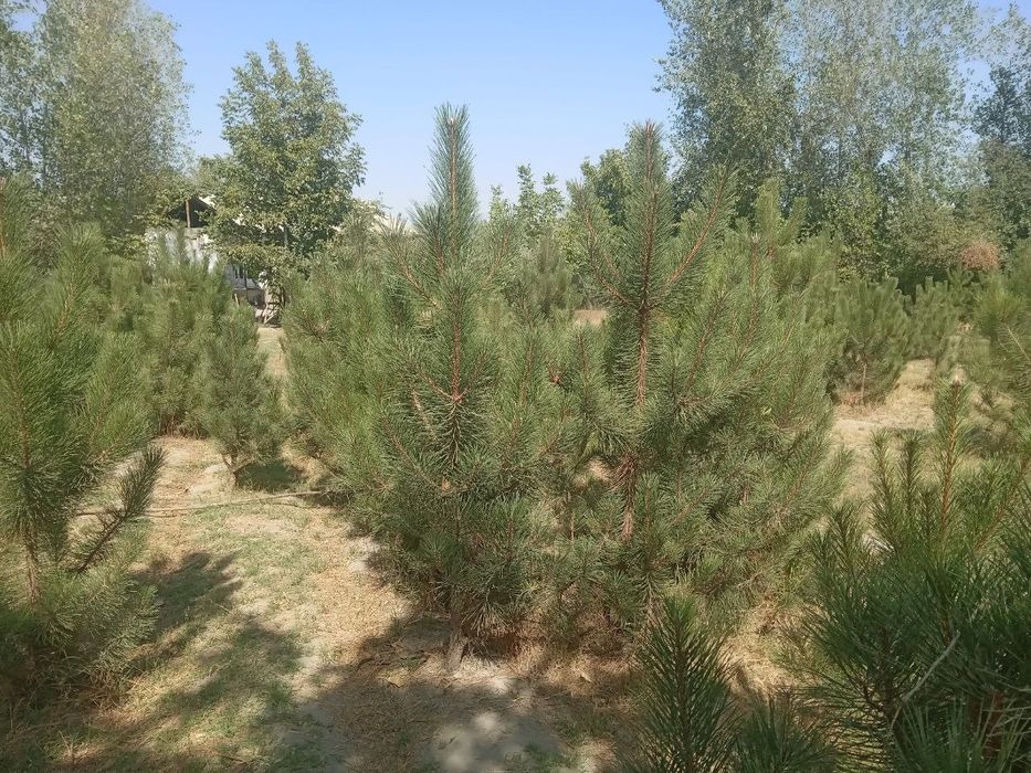 Кремский сасна оптом