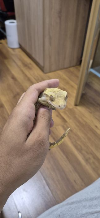 Crested Gecko mascul (fac și schimb!)