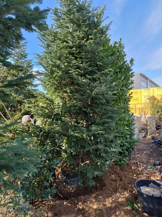 Големи школувани  иглолистни дървета.  София