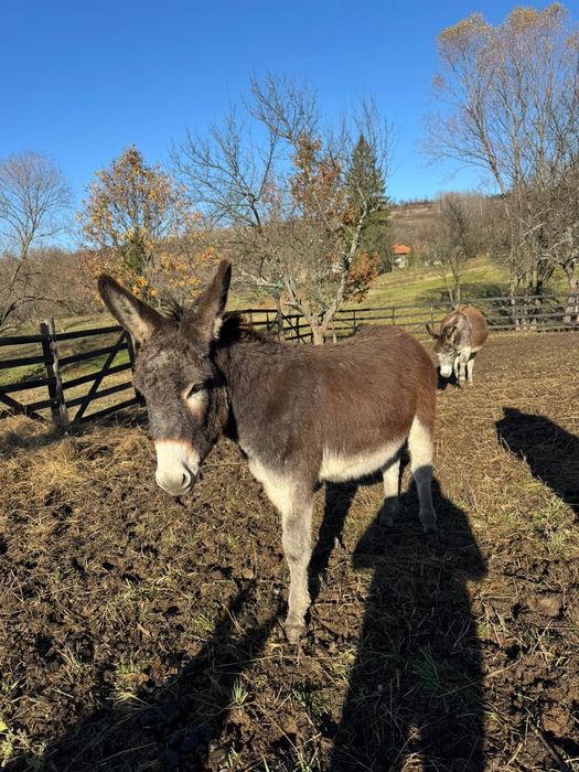 Vând magar de 1an 6 luni