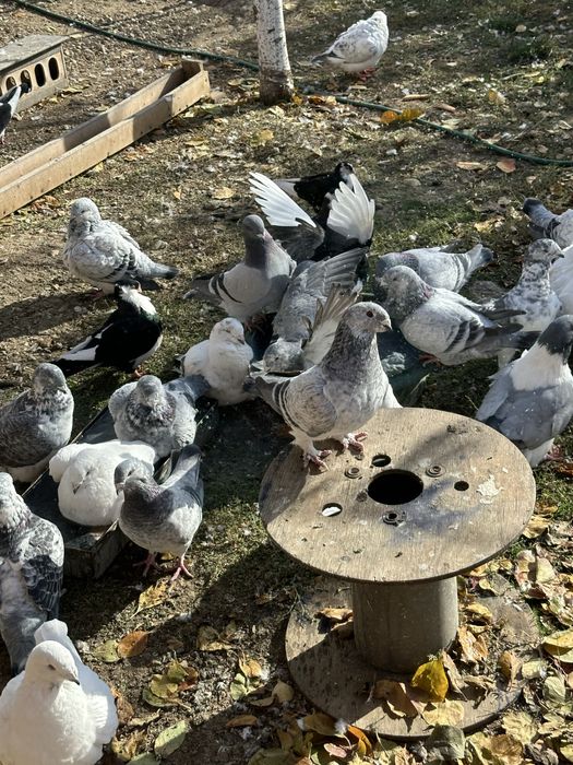 Porumbei standard romanesc de frumustete