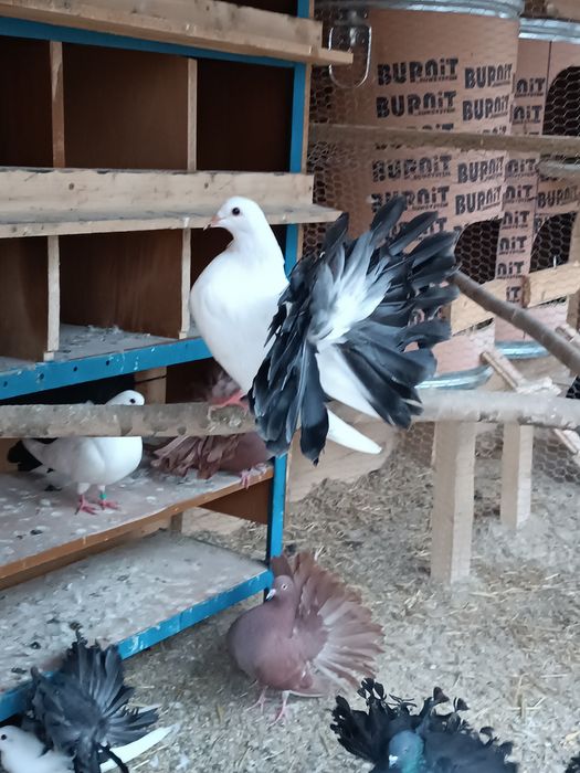 Гълъби Фенерлии, бели с черни опашки