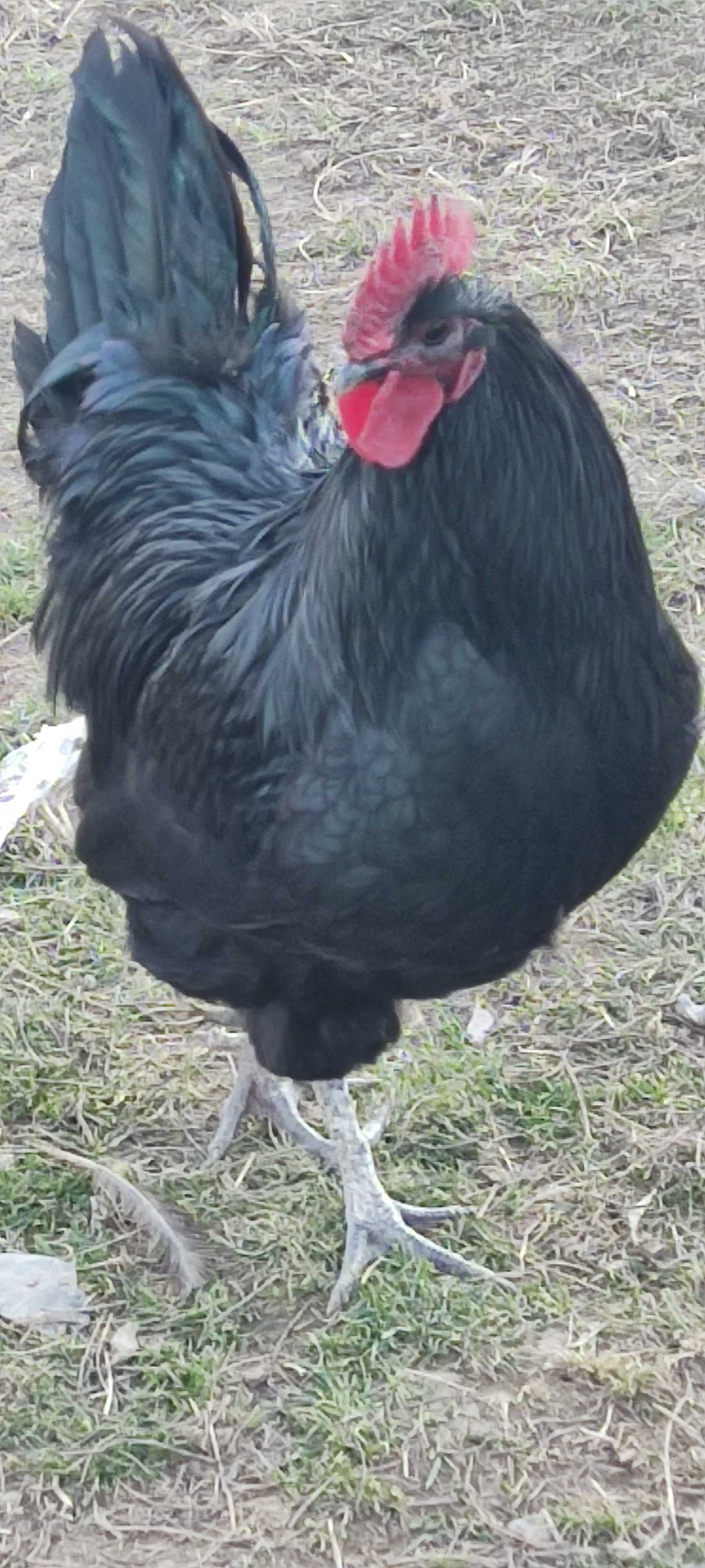 Puișori Australorp de 2 săptămâni, rasă pură!!