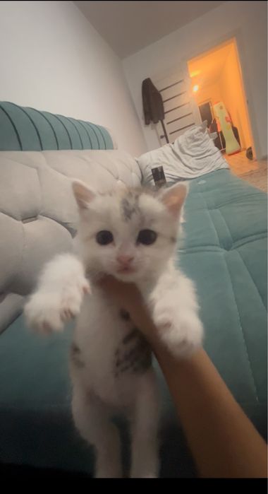Кошка отдадим в добрые руки