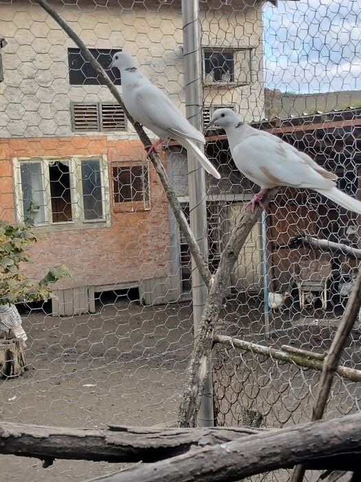 Fazani ,păuni , turturele ,papagali și rațe