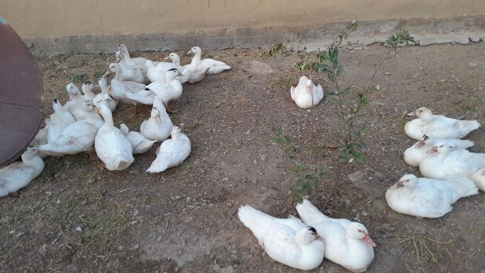 Шипуны 3 месячные