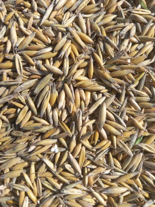 Ovaz producție 2025