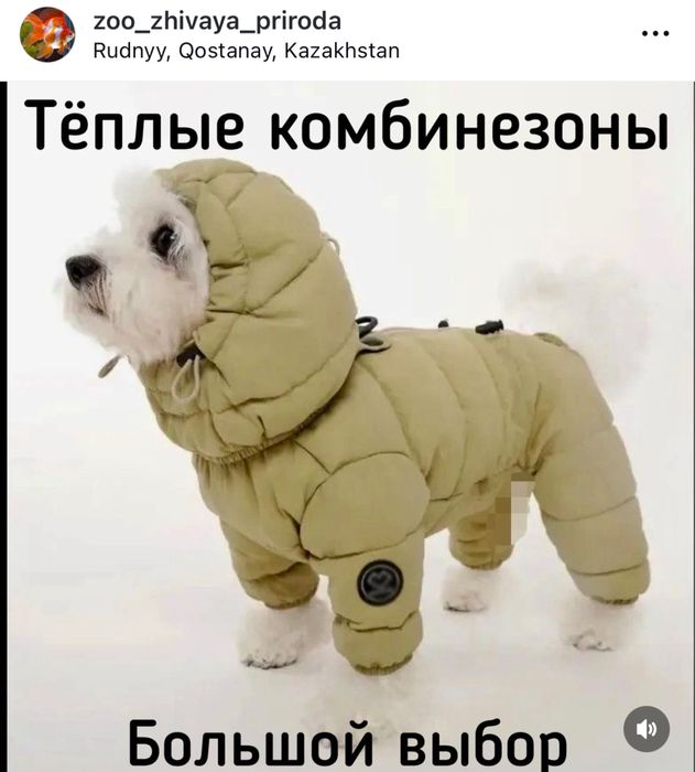 Одежда, обувь для собак и кошек в зоомагазине «Живая Природа»