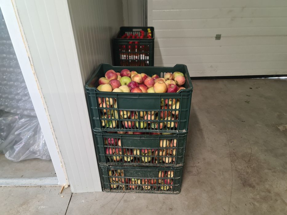 Mere consum soiul Idared