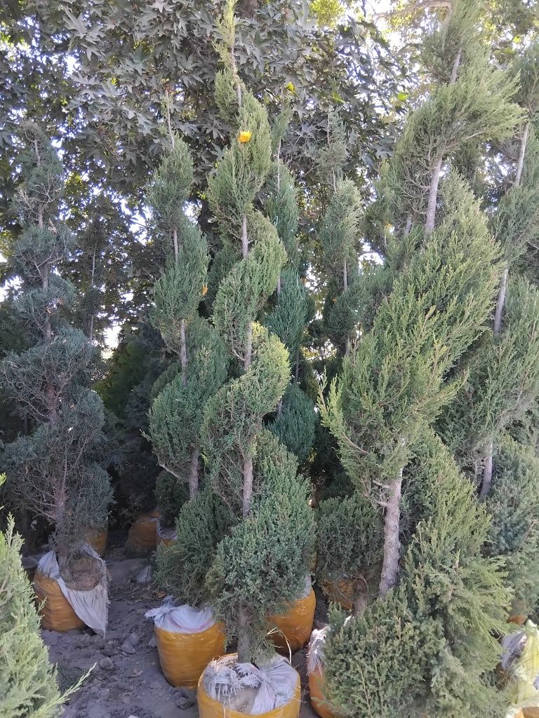 Gazon ekish ishlari lanshaftni dizayin asosida