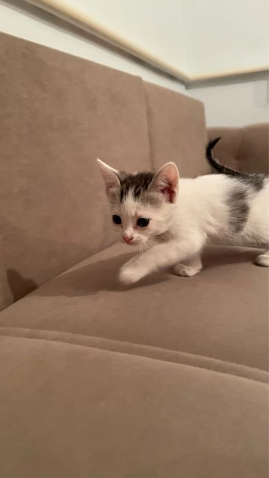 Продаеться кошки Вислоухи