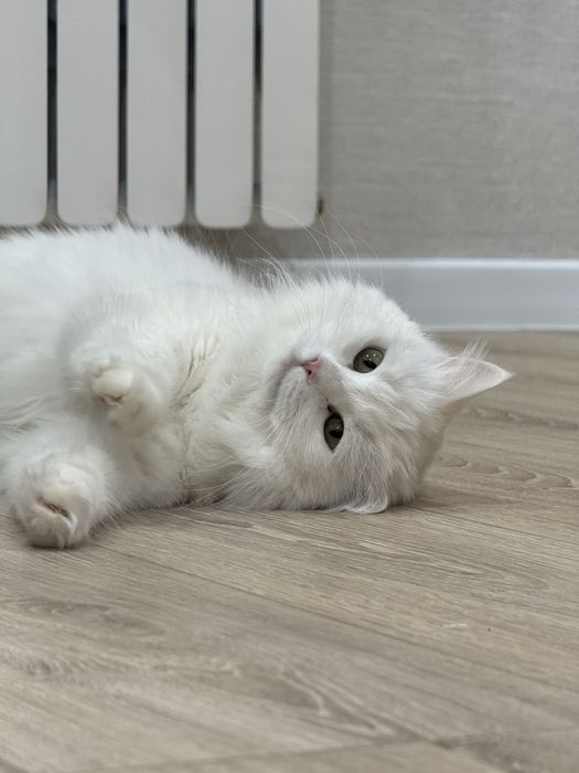 Отдам кошку в добрые руки, турецкая ангора, 7 лет, домашняя