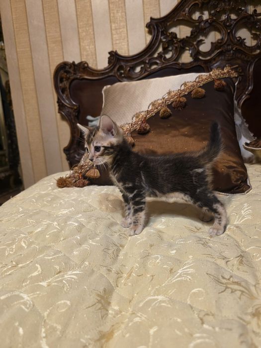 Бенгалски котета