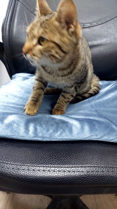 Кот,катенок кошка