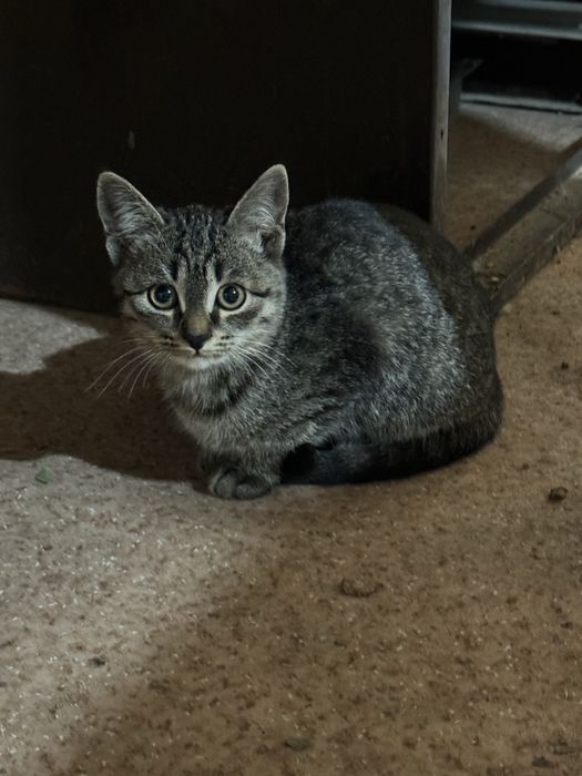 Котята даром отдам