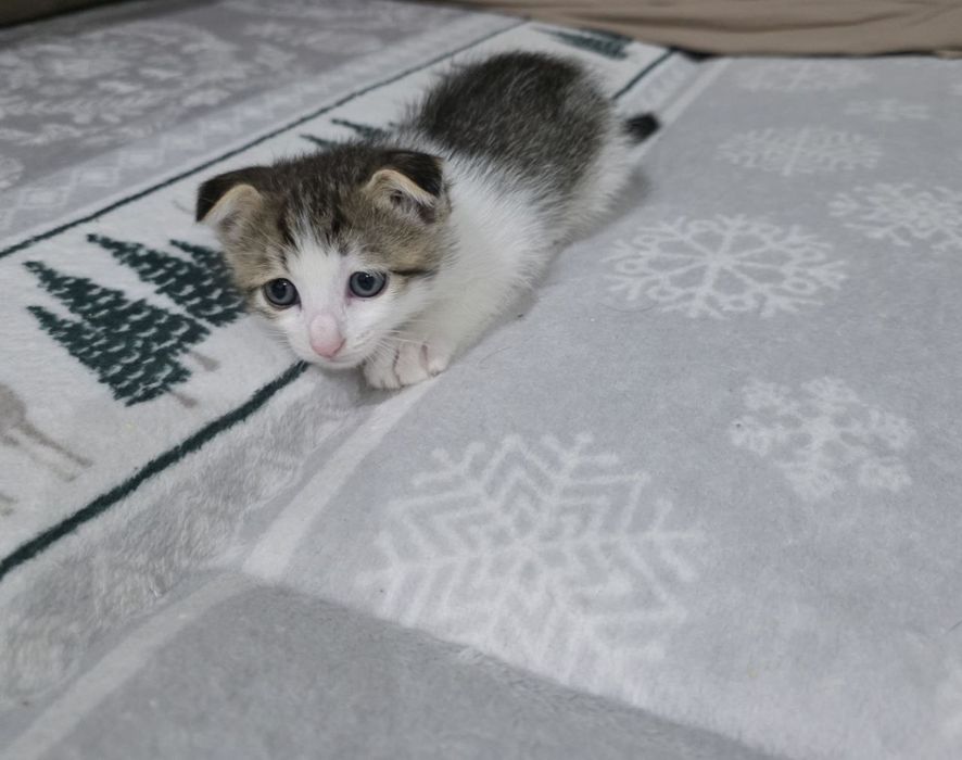 Котята вислоухие