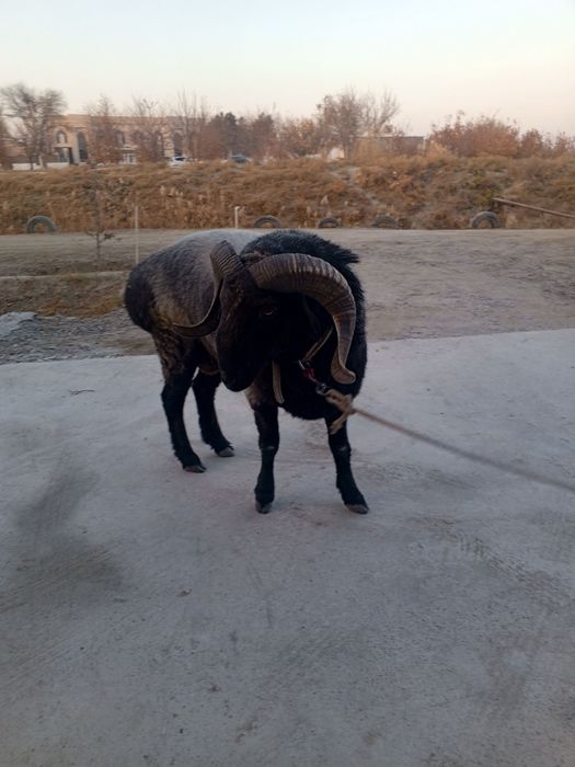 Кучкор сотилади.