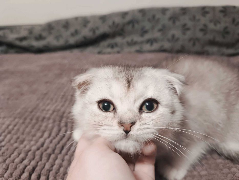 Чистокръвен шотландски клепоух, мъжко