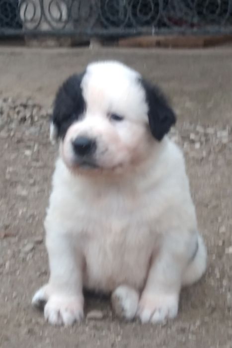 Ciobanesc de Asia Centrala