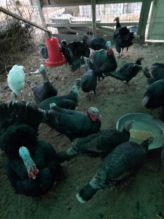 Куркала сотилади