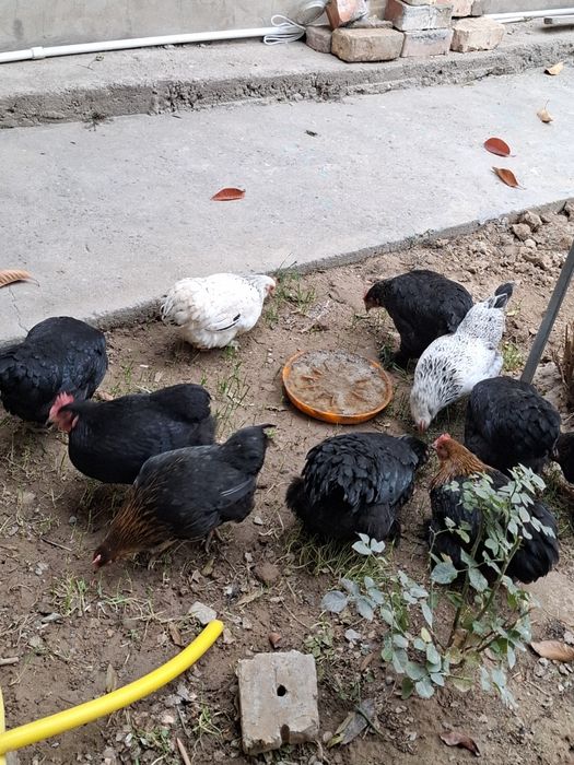 Асалому алекум хаммаси соглом товуклар