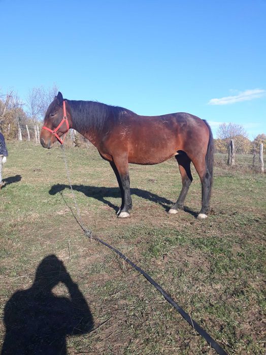 Vand Iapă  de  7 ani