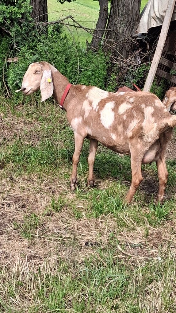 Vând capra ANGLO Nubian cu Pedigree  Cehia