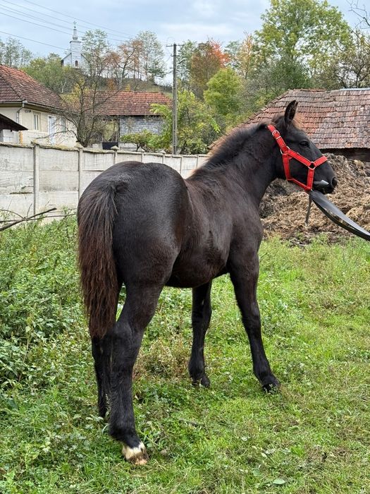 Vând mânz armăsar
