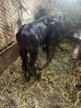 Vand tauras metis angus