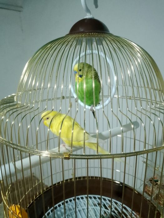 папугай бир пара