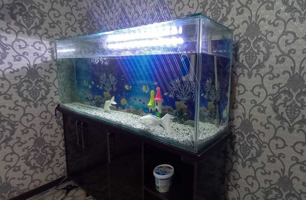 Akvarium kamplekt sotiladi