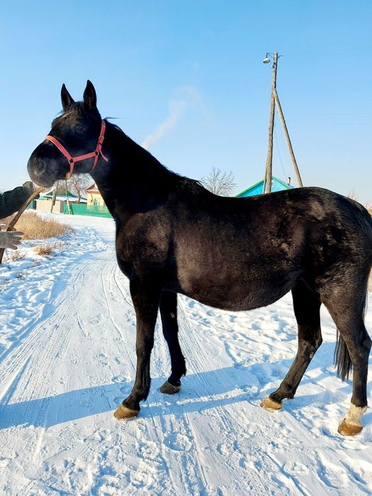 Продам кобылу рыссак