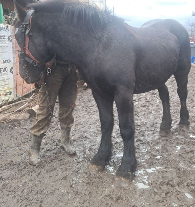 Vand mânz de doi ani