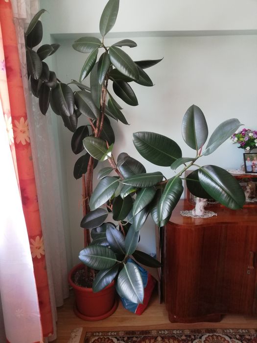Ficus mare de apartament – peste 2 metri

Vând un ficus elastica de ap