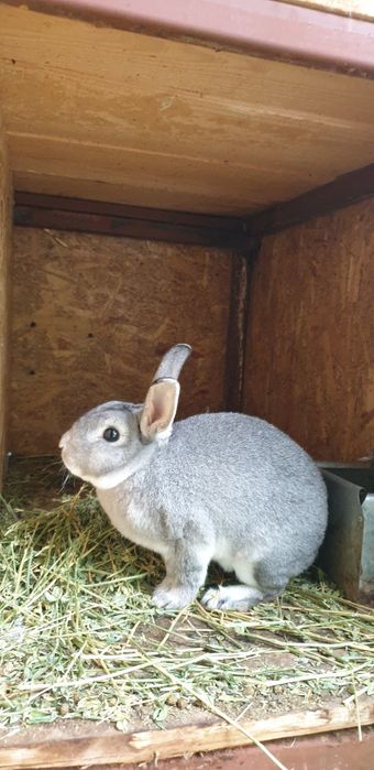 Vand iepuri rex pitic chinchilla