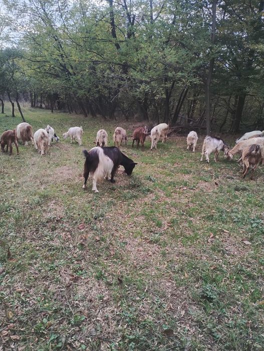 Vând capre  bune de lapte