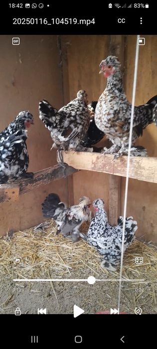 Инкубацион яйцо японских карлик куры.