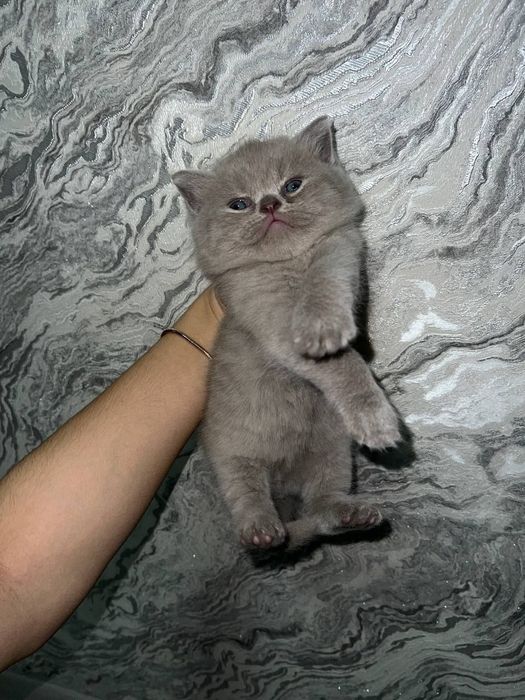 Продаются котята скоттиш страйт и фолд