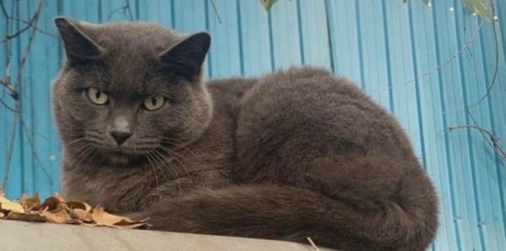 ПорОдиСтая коШечка