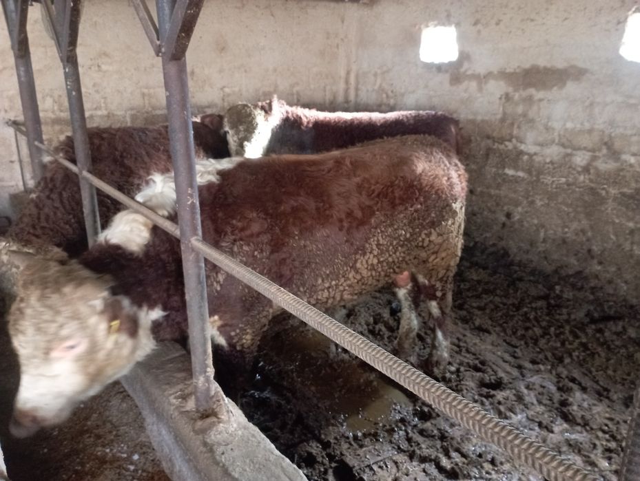 Букалар сотилади