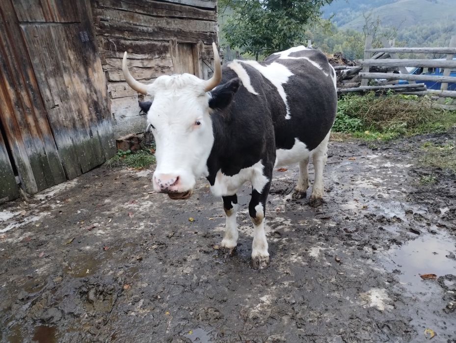 Vaca de vanzare 4 ani blândă și se mulge usor