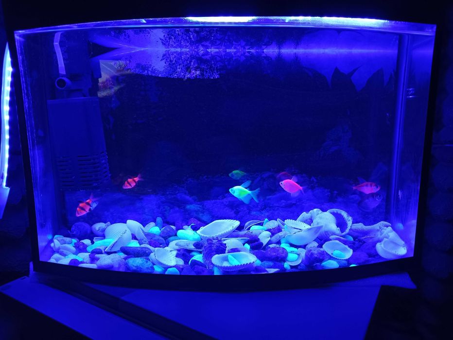 Рыбы разноцветные